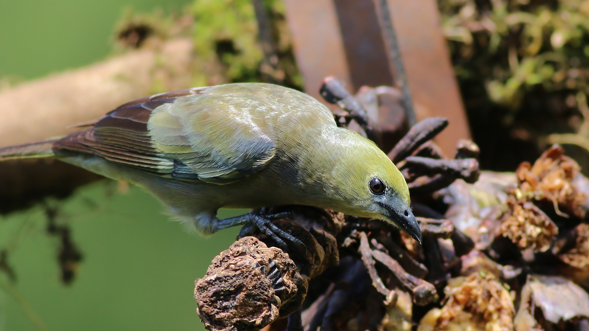 Palm Tanager